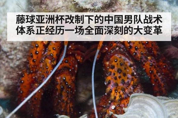 藤球亚洲杯改制下的中国男队战术体系正经历一场全面深刻的大变革